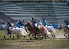 Pferd International 038